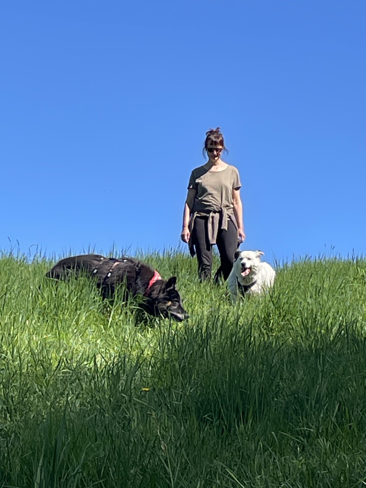 Katharina Stier steht auf einer Wiesenanhöhe unter blauem Himmel, vor ihr im hohen Gras zwei Hunde — links ein schwarzer Hund, der schnüffelt, rechts ein weißer Hund, der zu ihr aufblickt.